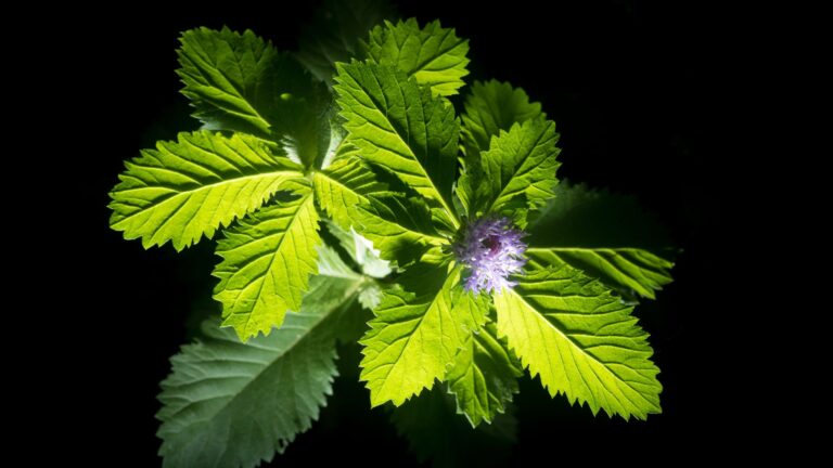 Horny Goat Weed – Epimedium – Wszystkie informacje
