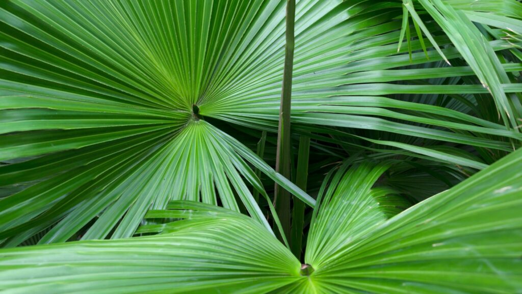 Saw palmetto